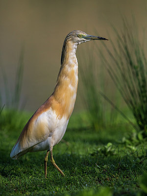 BUITEN BEELD Foto: 267549