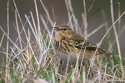 BUITEN BEELD Foto: 267560