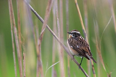 BUITEN BEELD Foto: 267584