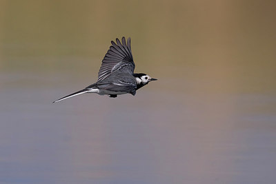 BUITEN BEELD Foto: 267599