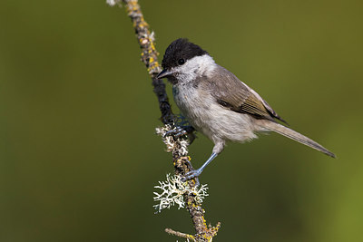 BUITEN BEELD Foto: 267609