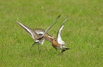 BUITEN BEELD Foto: 267625