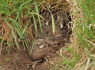BUITEN BEELD Foto: 267628