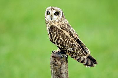 BUITEN BEELD Foto: 267639