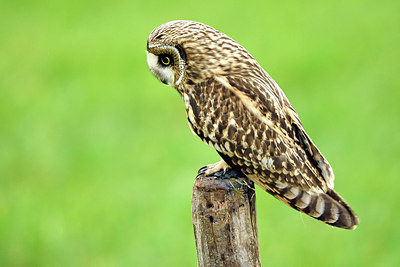 BUITEN BEELD Foto: 267641