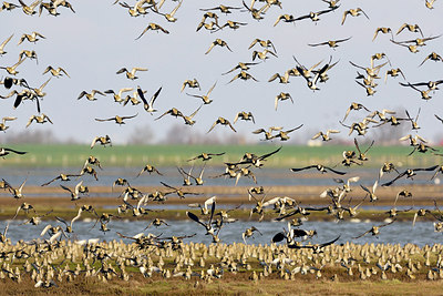BUITEN BEELD Foto: 267642