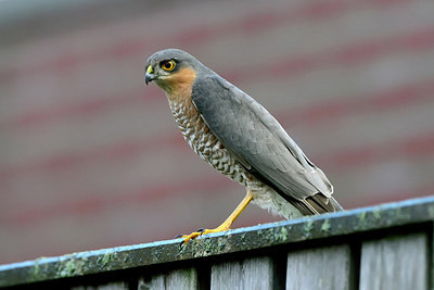BUITEN BEELD Foto: 267647