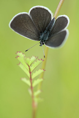 BUITEN BEELD Foto: 267776