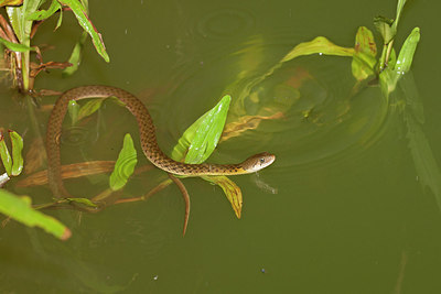 BUITEN BEELD Foto: 267785