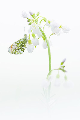 BUITEN BEELD Foto: 267815