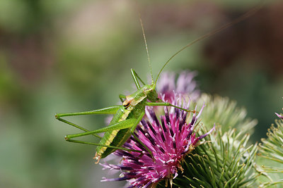 BUITEN BEELD Foto: 267822