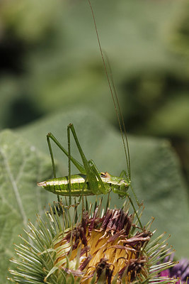 BUITEN BEELD Foto: 267824