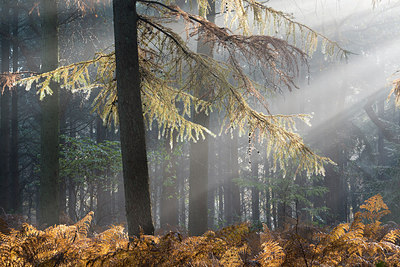 BUITEN BEELD Foto: 267828