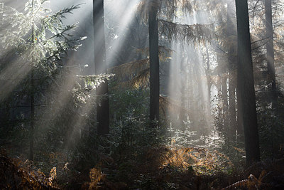 BUITEN BEELD Foto: 267830