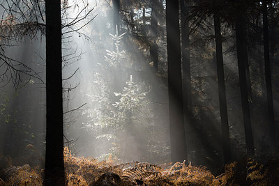 BUITEN BEELD Foto: 267832