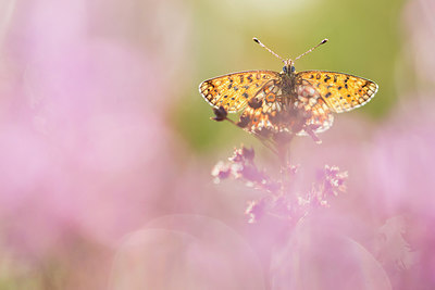 BUITEN BEELD Foto: 267834