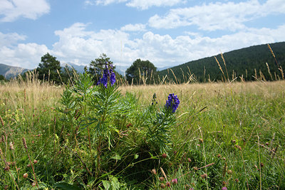 BUITEN BEELD Foto: 267865