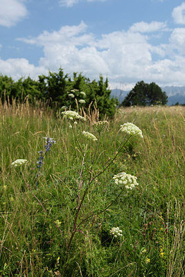 BUITEN BEELD Foto: 267866