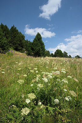 BUITEN BEELD Foto: 267867