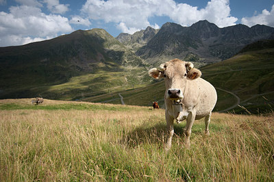 BUITEN BEELD Foto: 267875