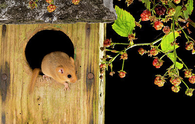 BUITEN BEELD Foto: 267905