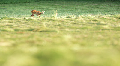 BUITEN BEELD Foto: 267930