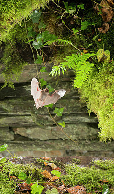 BUITEN BEELD Foto: 267936