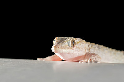 BUITEN BEELD Foto: 267966