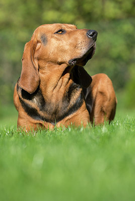 BUITEN BEELD Foto: 267969