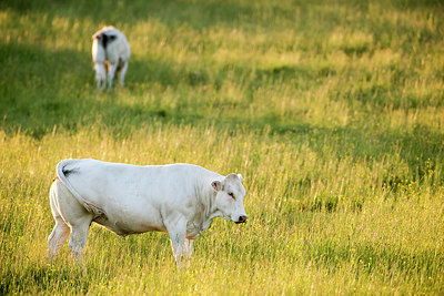 BUITEN BEELD Foto: 267972