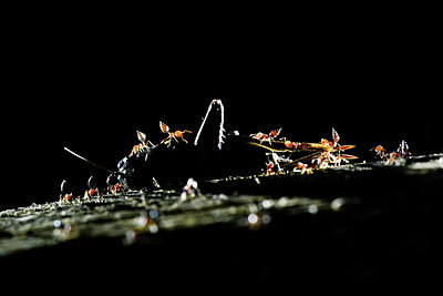 BUITEN BEELD Foto: 267984