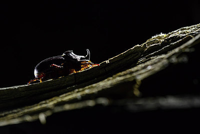 BUITEN BEELD Foto: 267985