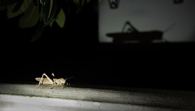 BUITEN BEELD Foto: 267987