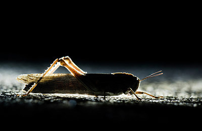 BUITEN BEELD Foto: 267993