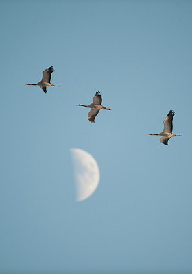 BUITEN BEELD Foto: 268043