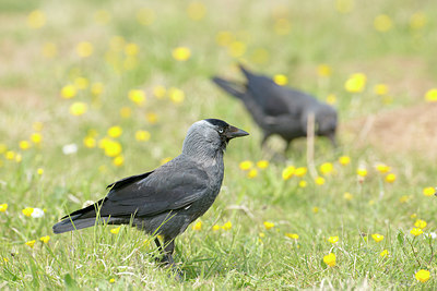 BUITEN BEELD Foto: 268046