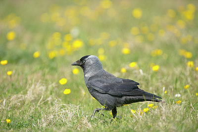 BUITEN BEELD Foto: 268047