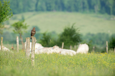 BUITEN BEELD Foto: 268048