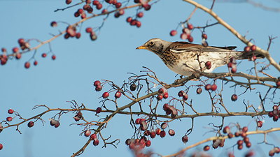 BUITEN BEELD Foto: 268049