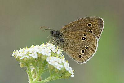 BUITEN BEELD Foto: 268052