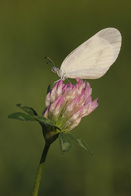 BUITEN BEELD Foto: 268058