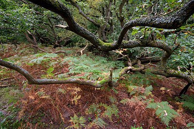 BUITEN BEELD Foto: 268108