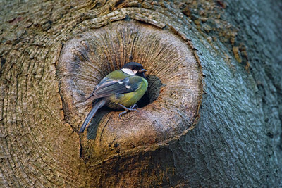 BUITEN BEELD Foto: 268126