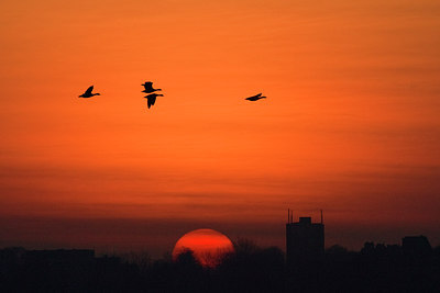 BUITEN BEELD Foto: 268136