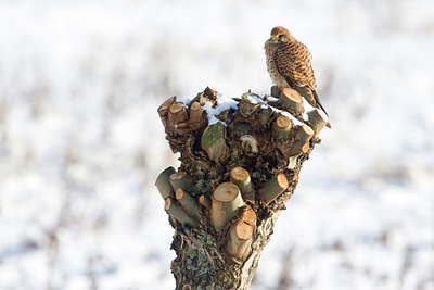 BUITEN BEELD Foto: 268142