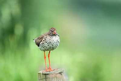 BUITEN BEELD Foto: 268144