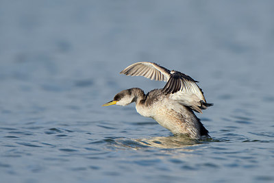 BUITEN BEELD Foto: 268197