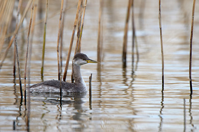 BUITEN BEELD Foto: 268199