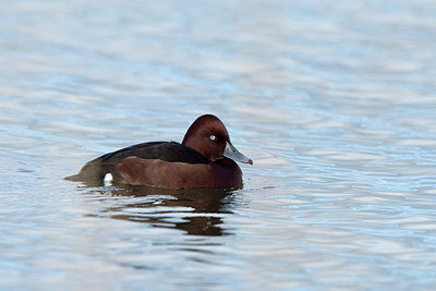 BUITEN BEELD Foto: 268200