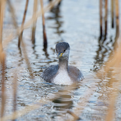 BUITEN BEELD Foto: 268201